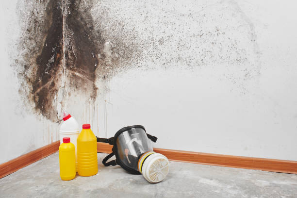 Professional Mold Remediation in St Gabriel, LA