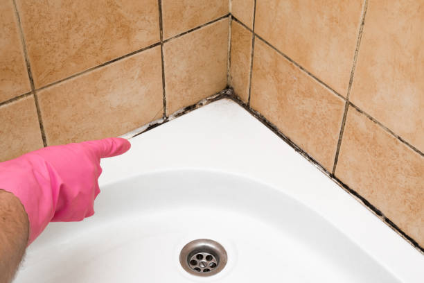 Reliable St Gabriel, LA Mold Remediation Solutions